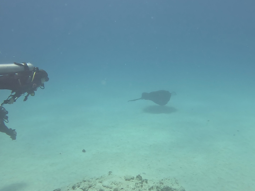 Octopus Diving Centre-Pereybere必去景点