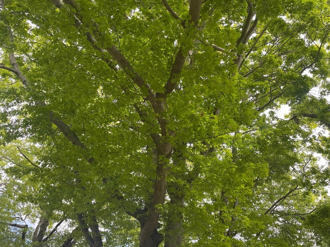 French's Park-Maffra必去景点