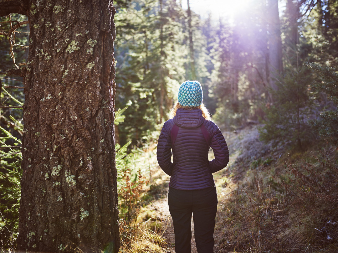 Forest Fix-班夫必去景点