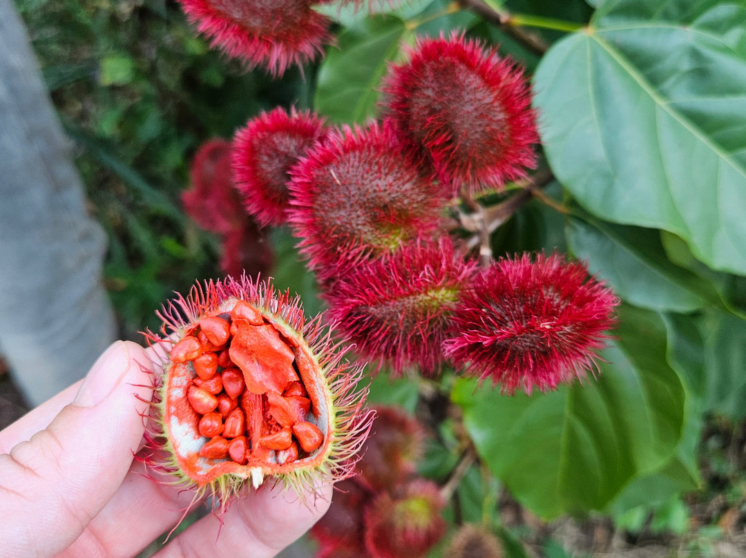 Village Green Spice farm-桑给巴尔岛必去景点