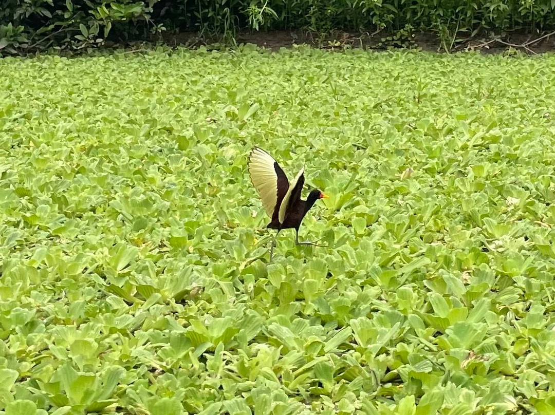 Jungle Jim Tours-伊基托斯必去景点