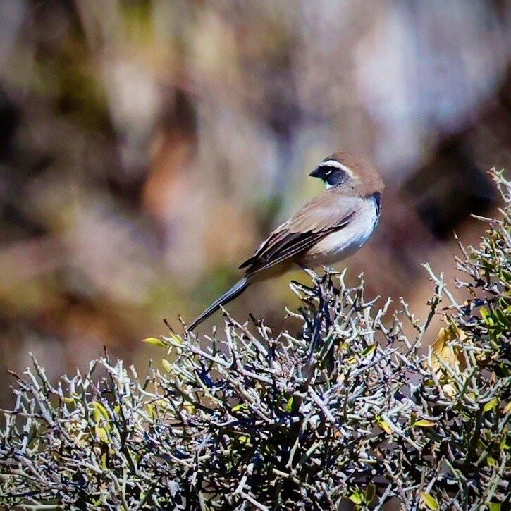 Cottonwood Spring-约书亚树国家公园必去景点
