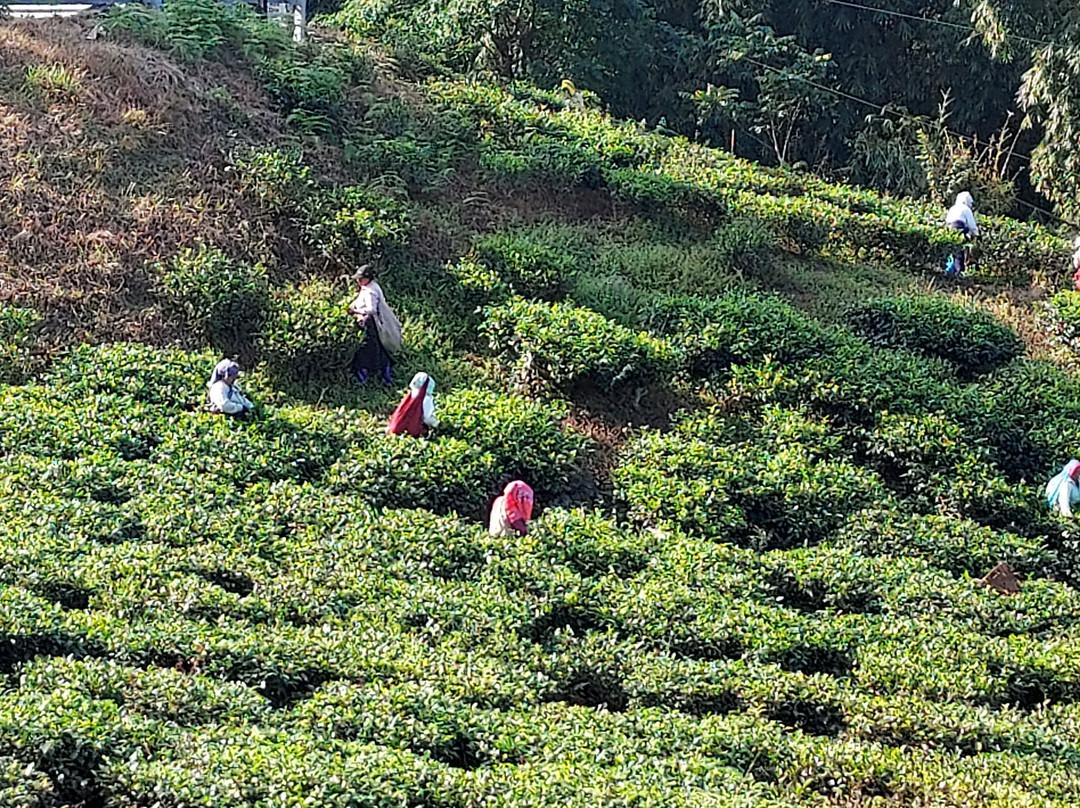 Darjeeling Treks and Tours景点图片
