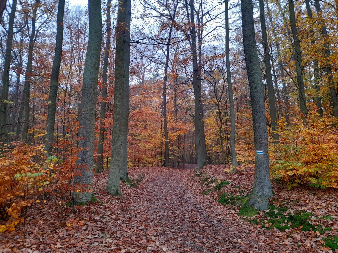 Wielkopolski National Park景点图片