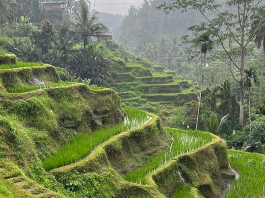 Bali Exotic Touristy-Sayan必去景点