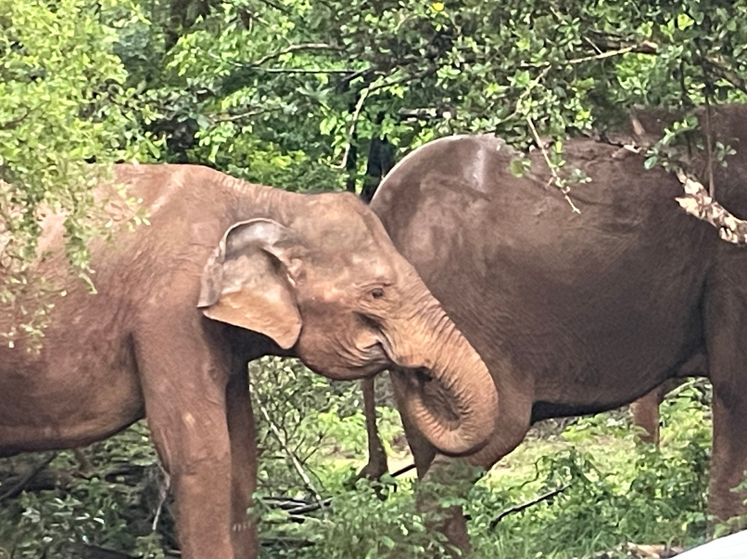 BH Lanka Tours景点图片