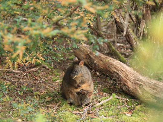 Wild Escapes Tasmania-霍巴特必去景点