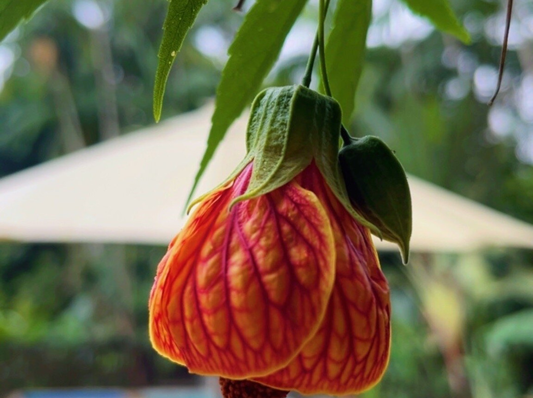 Timbo Park Hotel主图