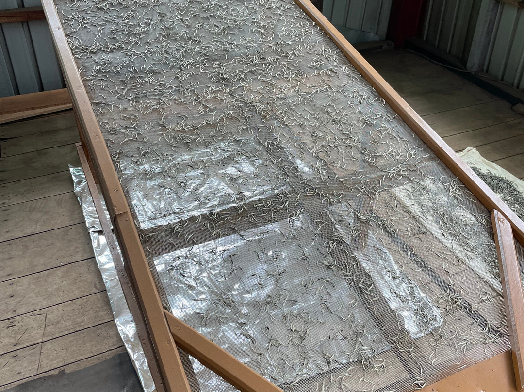 Muswenna Tea Factory-加勒必去景点