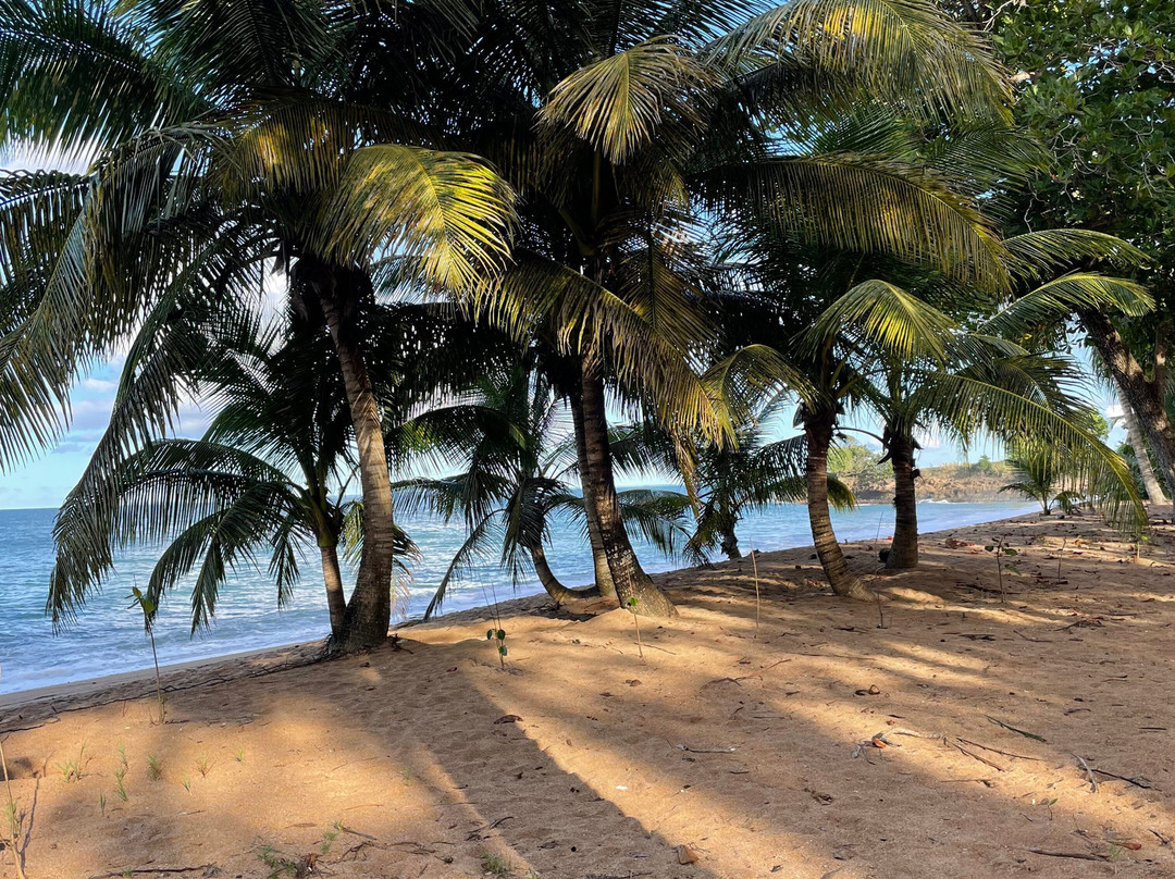 Plage Des Amandiers景点图片