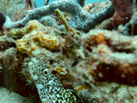 Aqua Safari Adventures-博因顿海滩必去景点