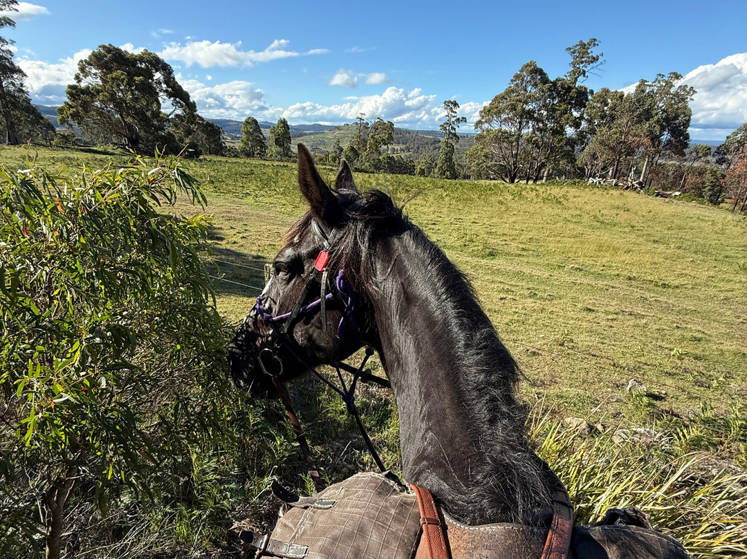 Horse Riding Tasmania景点图片