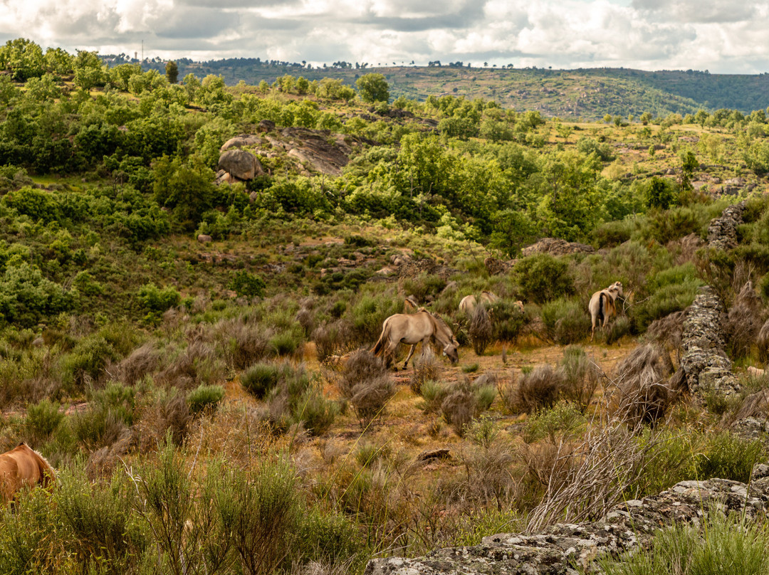 Rewilding Portugal - Touristic Experiences-Pinhel必去景点