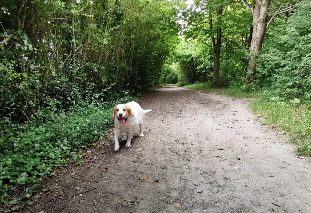 Lullingstone Country Park景点图片