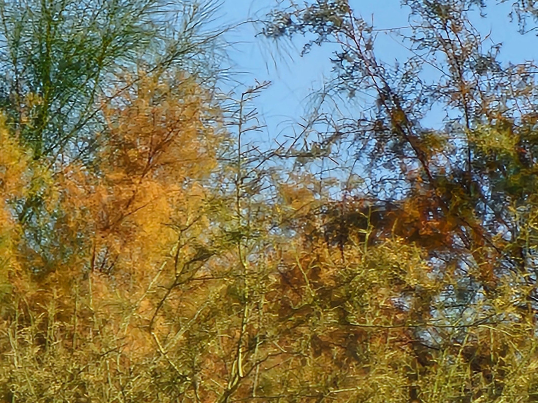 Tres Rios Wetlands-凤凰城必去景点