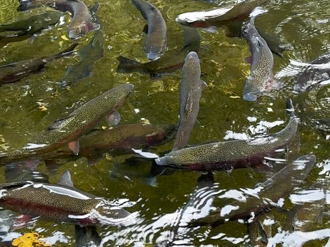Bonneville Hatchery-Cascade Locks必去景点