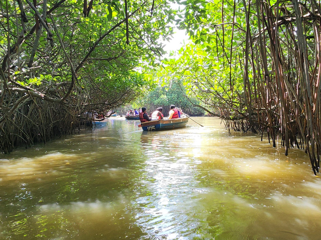 Pichavaram Mangrove Forest-Chidambaram必去景点