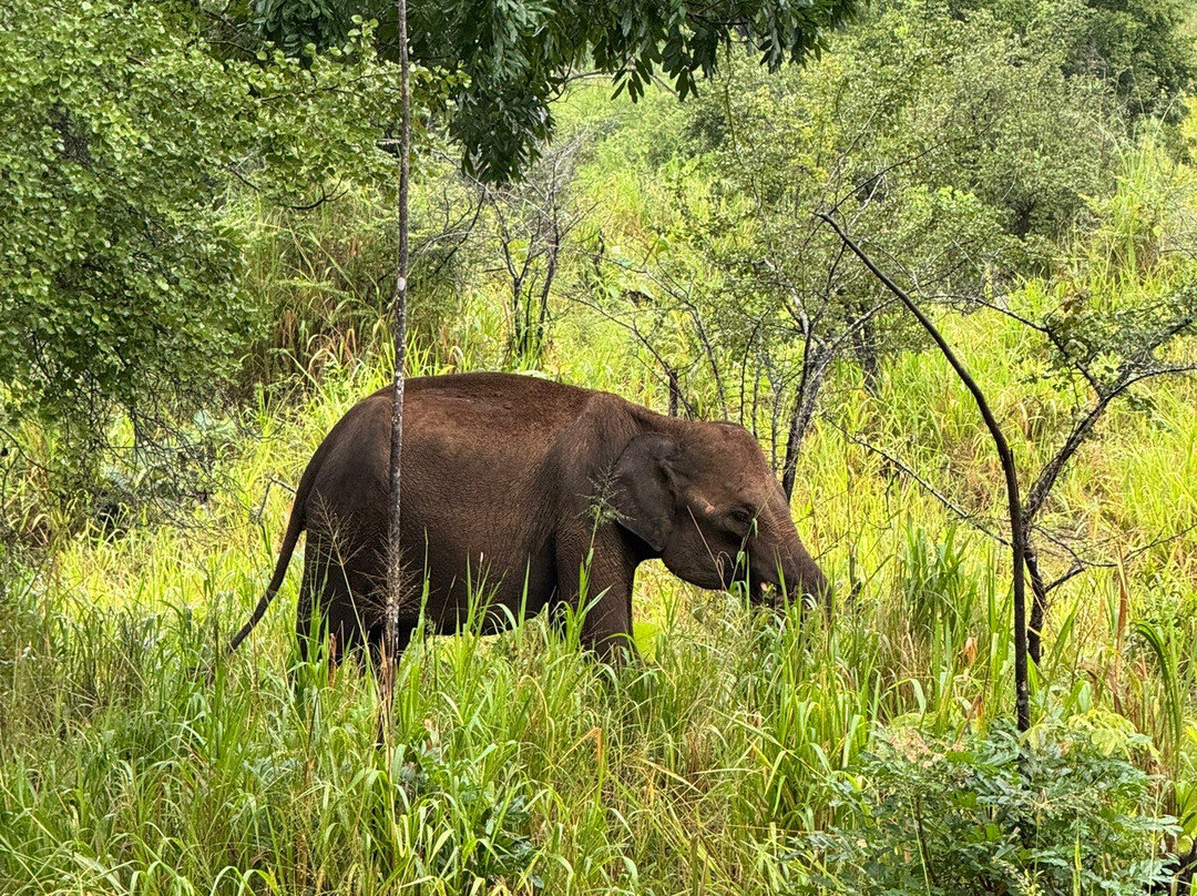 Lankan Wild Life Safari-哈巴拉娜必去景点