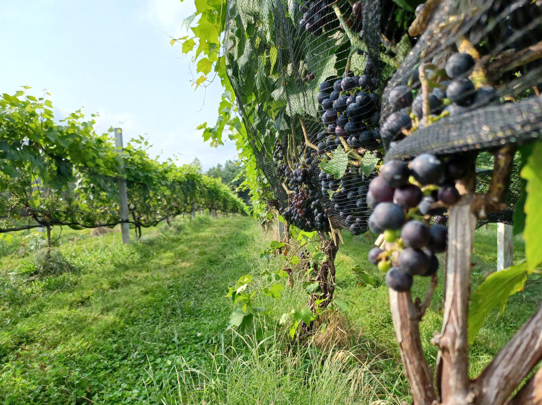 Taylor Brooke Winery-Woodstock必去景点
