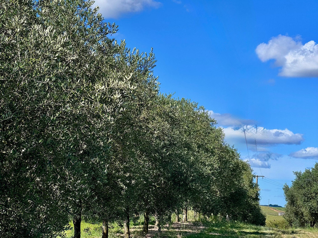 Azeites Ouro de Sant'Ana-Santana do Livramento必去景点