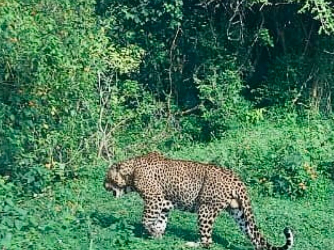 Santha Yala Safari景点图片