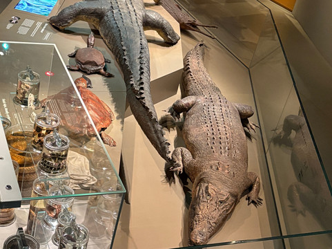 Lee Kong Chian Natural History Museum-新加坡必去景点