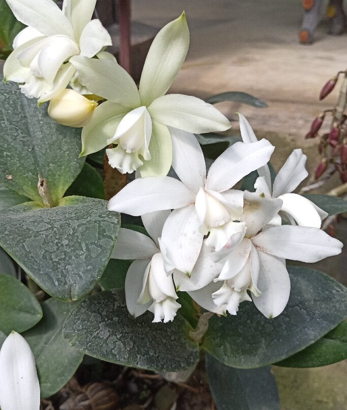 上妙岛景点图片