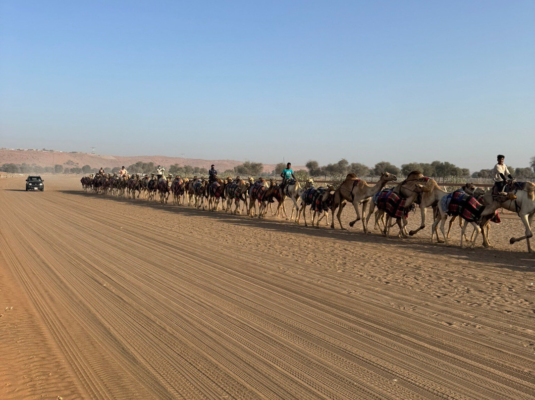 Al Sawan Camel Track-哈伊马角必去景点