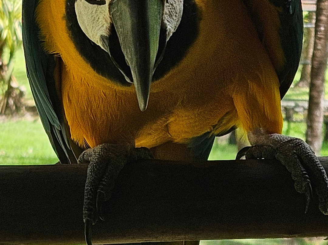 Ave Azul de la Osa-Carate必去景点