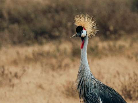 Tanzania Rollers Safari-阿鲁沙必去景点