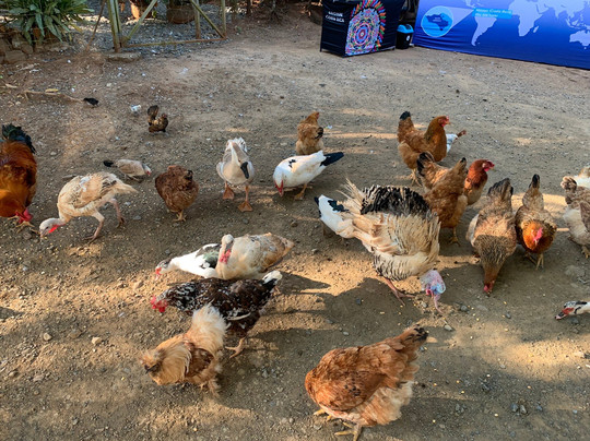 Manakin Tours-圣特雷莎必去景点