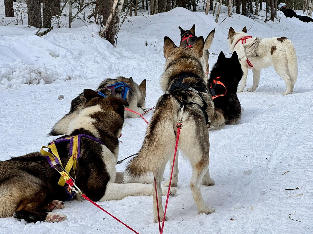 Le Chenil du Sportif-Charlevoix必去景点