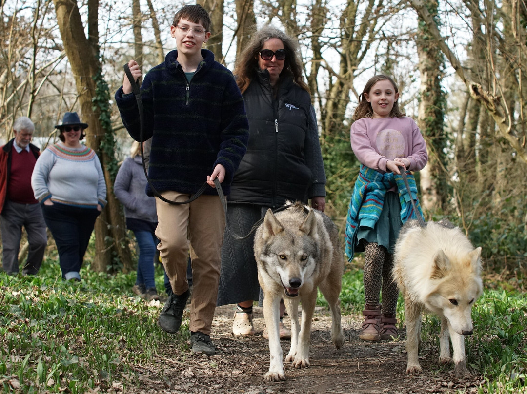 Watermill Wolves Wolf-dog Actors景点图片