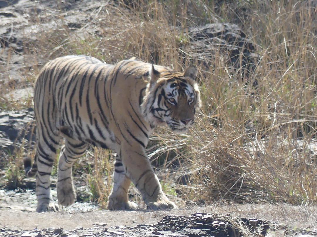 Wildlife Expeditions India景点图片