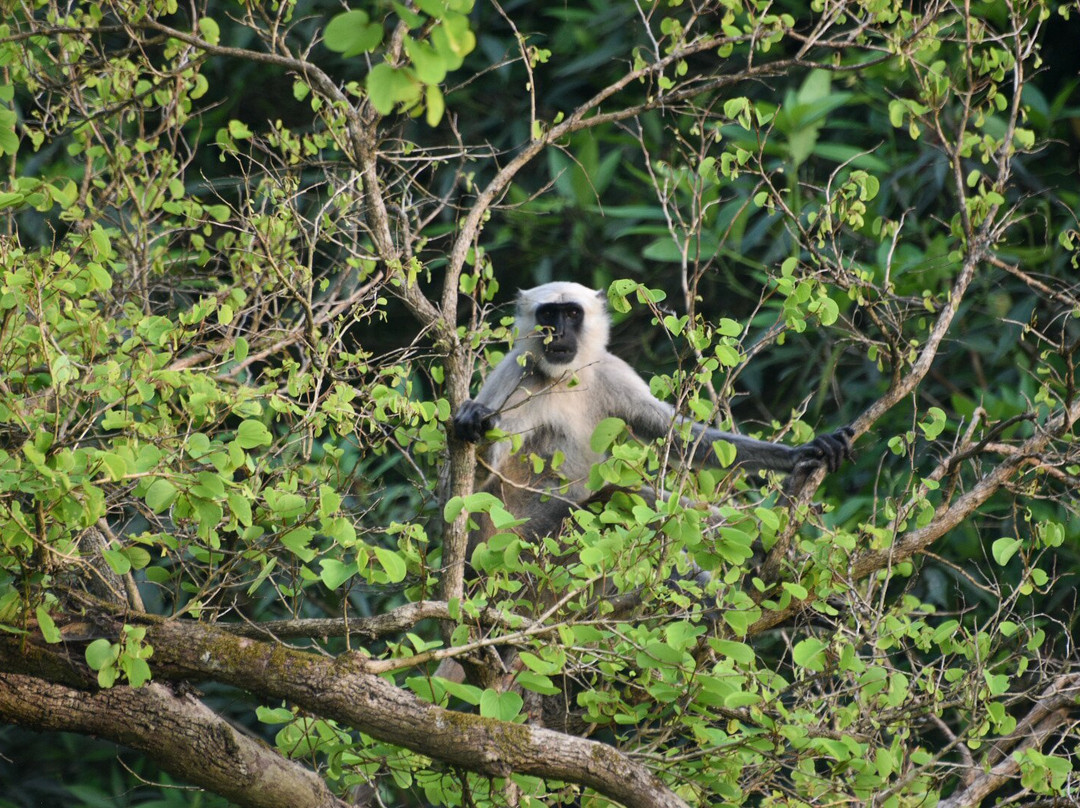 Bardia Homestay主图