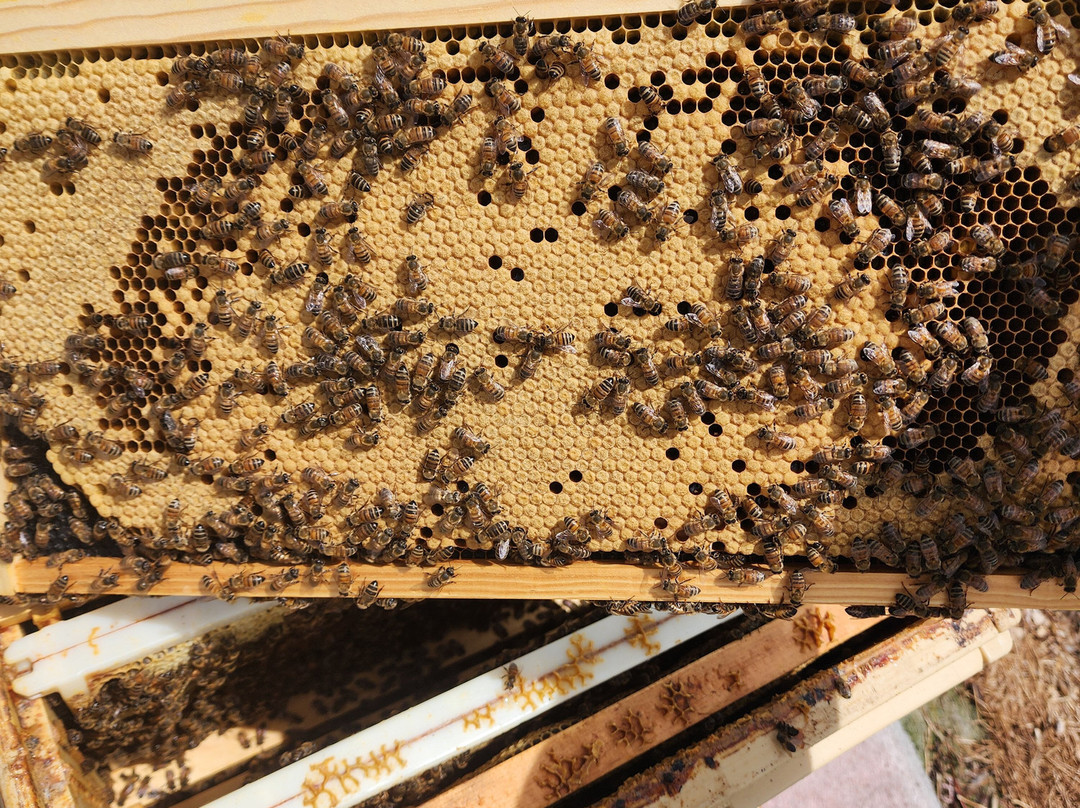 Carey Apiary-Frankford必去景点