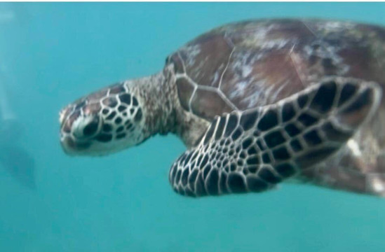 Mirissa Snorkeling Tours-美蕊沙必去景点