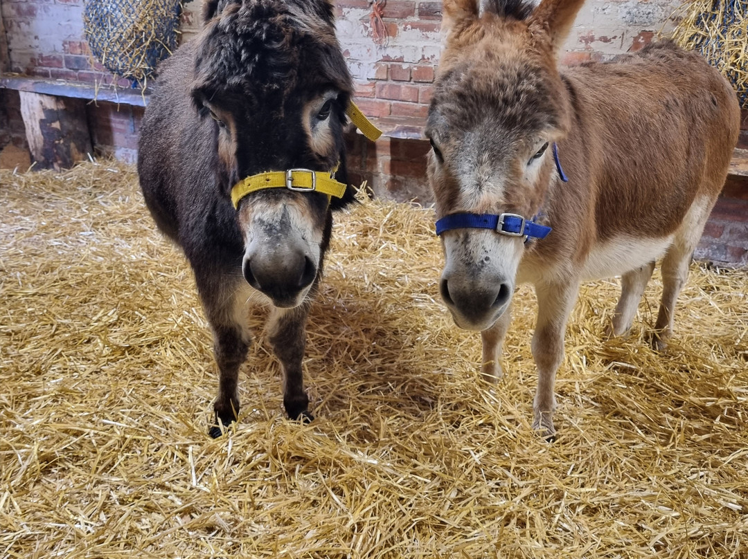 Moel Famau Donkeys景点图片