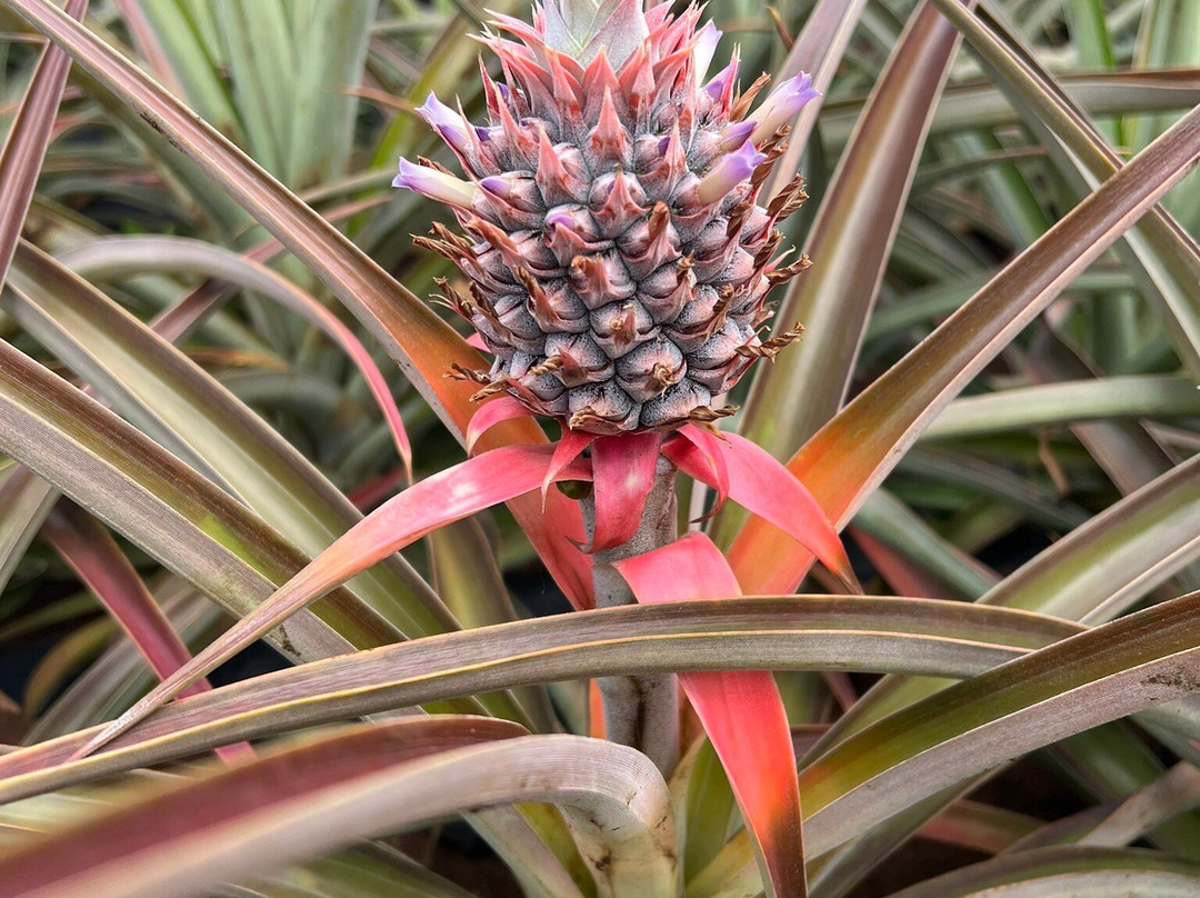 Maui Pineapple Tour-马卡瓦必去景点