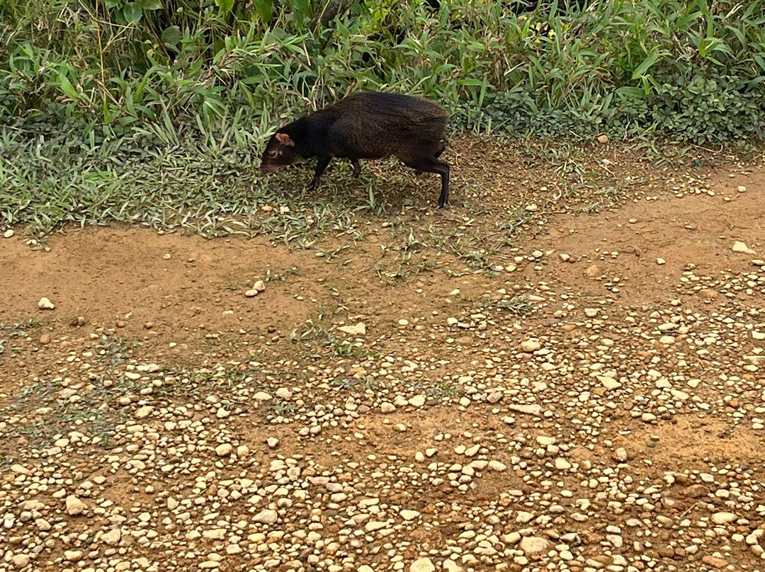 My Island Adventures with Chadi Symes景点图片