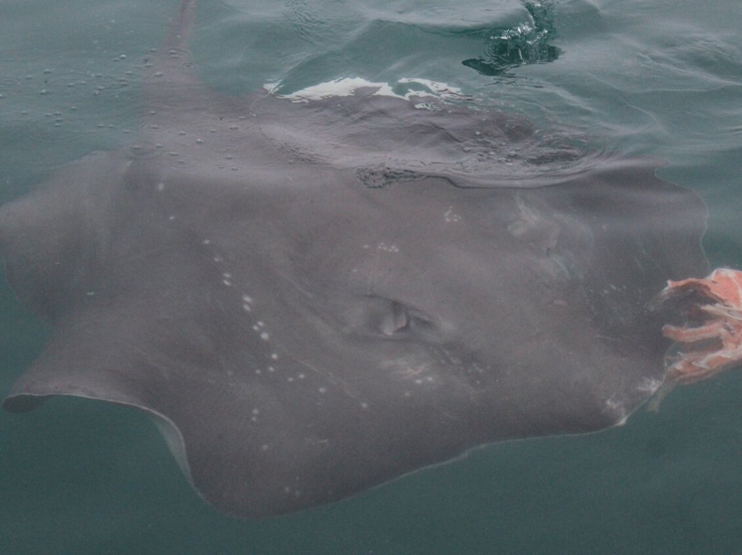 White Shark Projects景点图片
