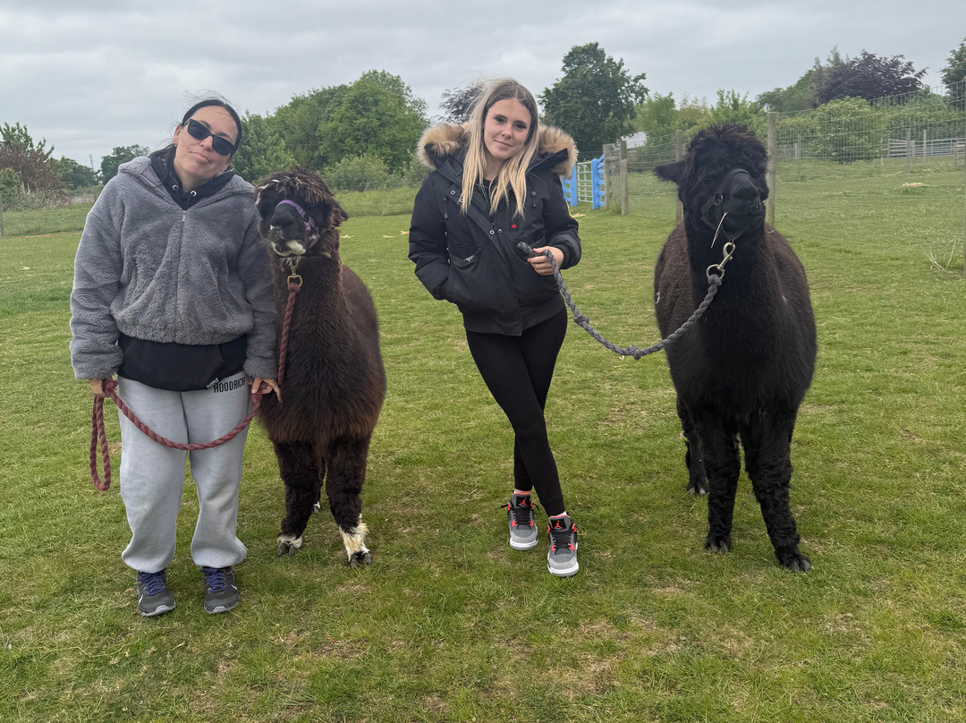 Stubbs Farm Alpacas-Loddon必去景点