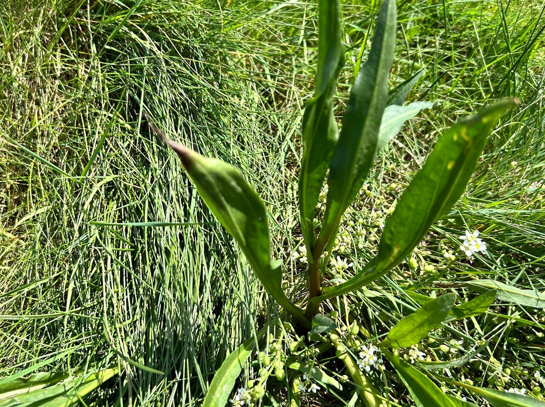 Forage Pembrokeshire景点图片