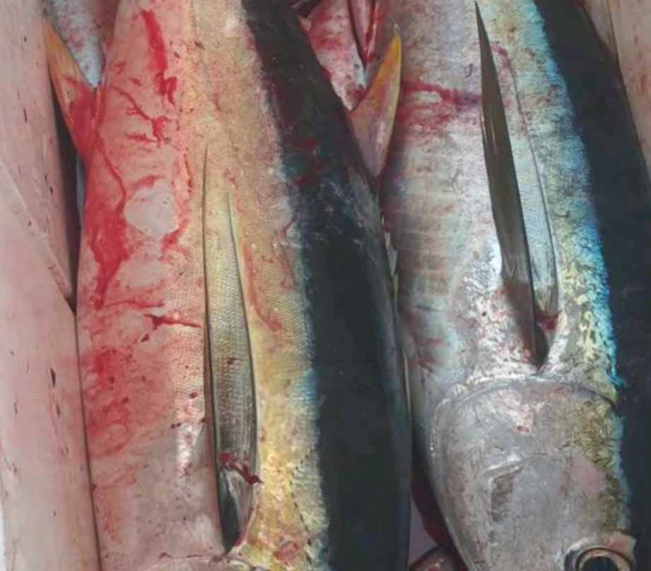 Sigatoka Fishing Charters景点图片