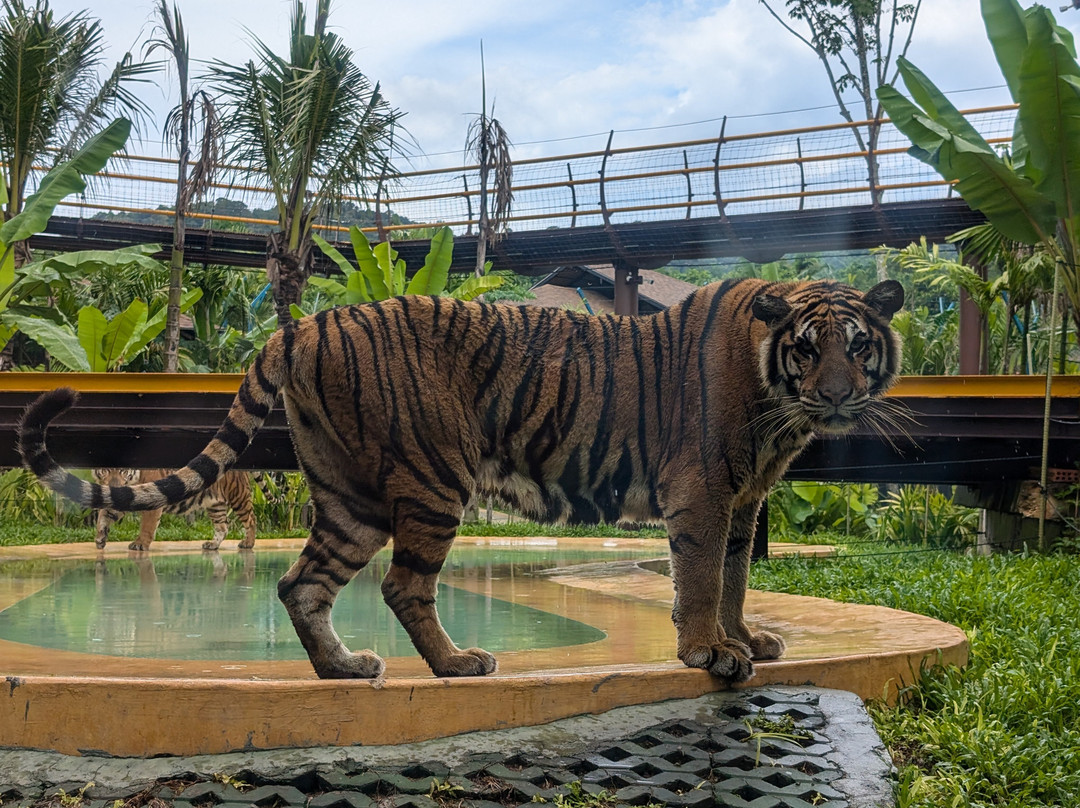 Tiger PARK Phuket-查龙必去景点