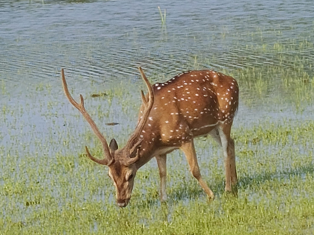 Wilpattu Wildlife Explore景点图片
