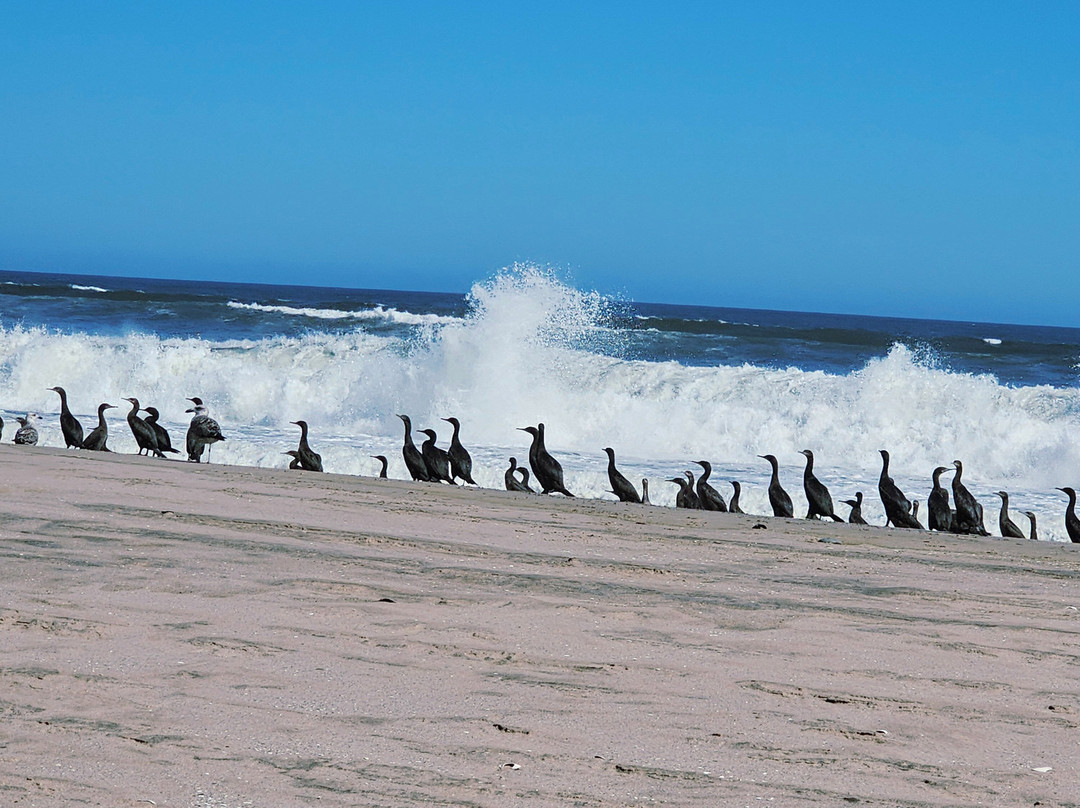 Desert Dunes & Dust Tours-斯瓦科普蒙德必去景点