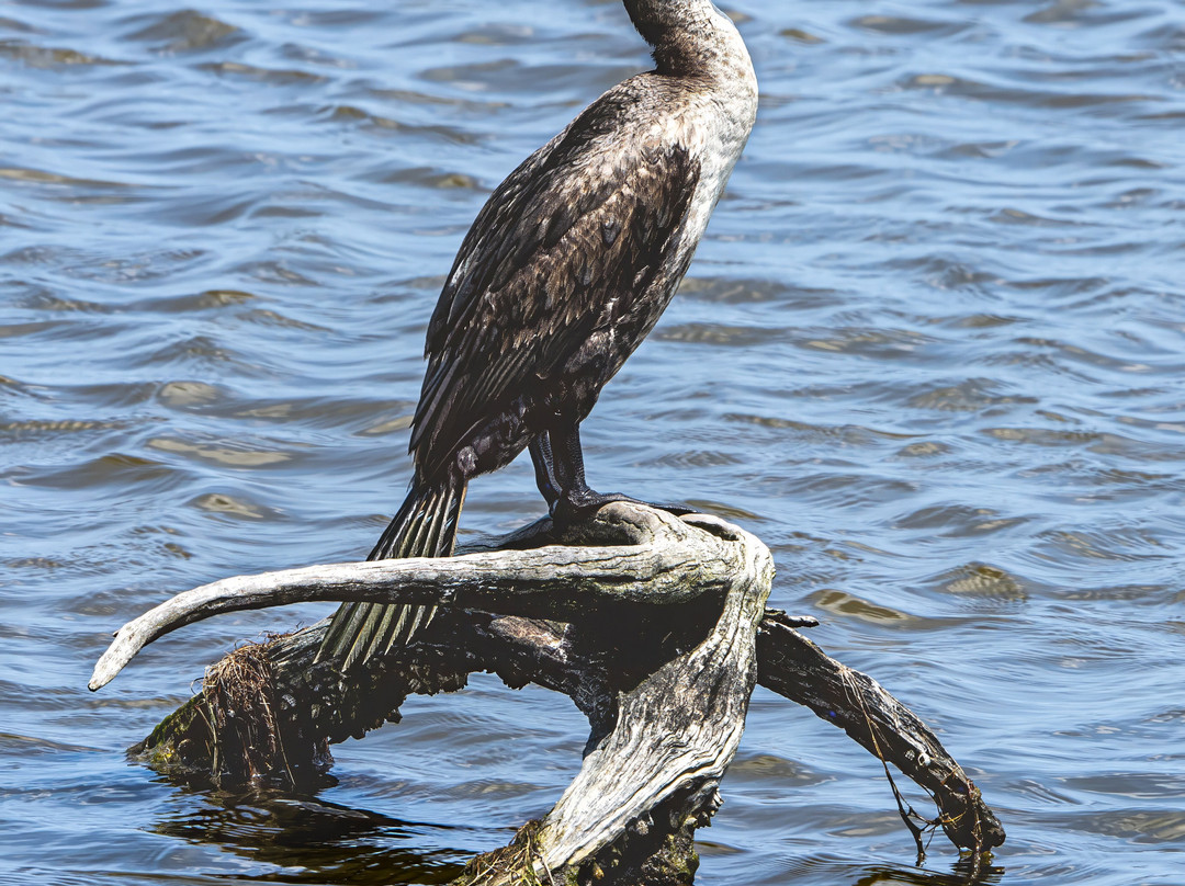 Kiawah Beachwalker Park景点图片