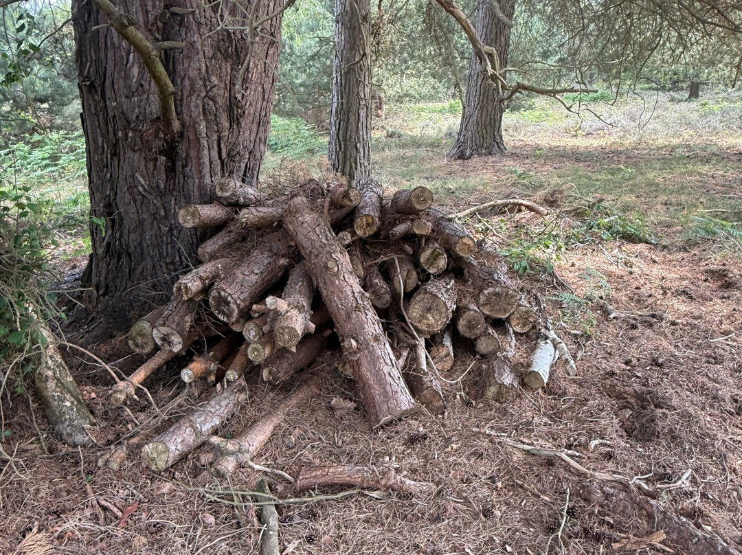 RSPB Budby South Forest景点图片