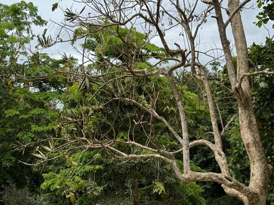 Rainforest & Ocean View Inn at Hacienda Carabali主图